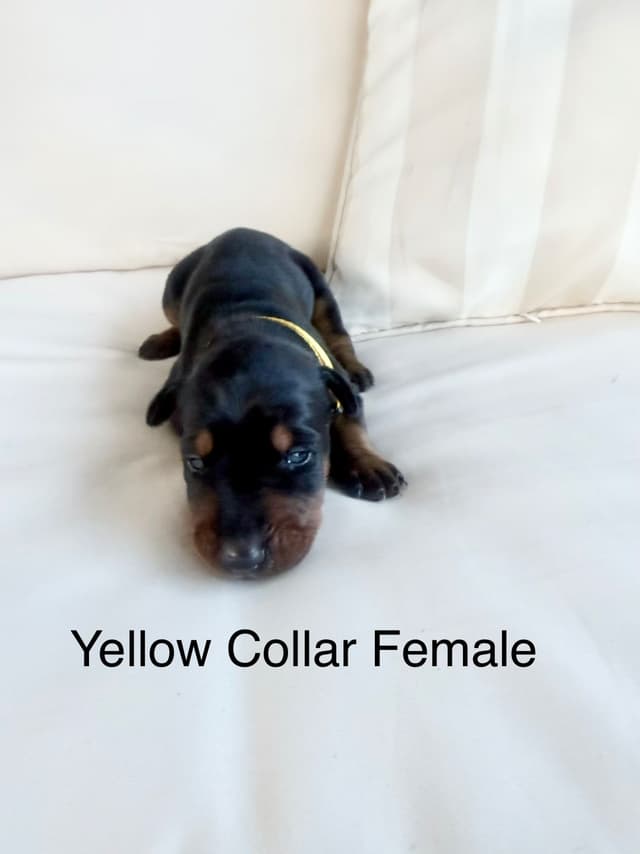 Doberman Pinscher Puppies (PYRAMID DOBERMANS) media 4
