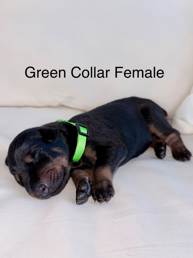 Doberman Pinscher Puppies (PYRAMID DOBERMANS) media 5