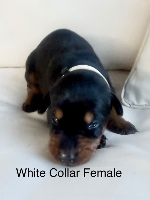Doberman Pinscher Puppies (PYRAMID DOBERMANS) media 6