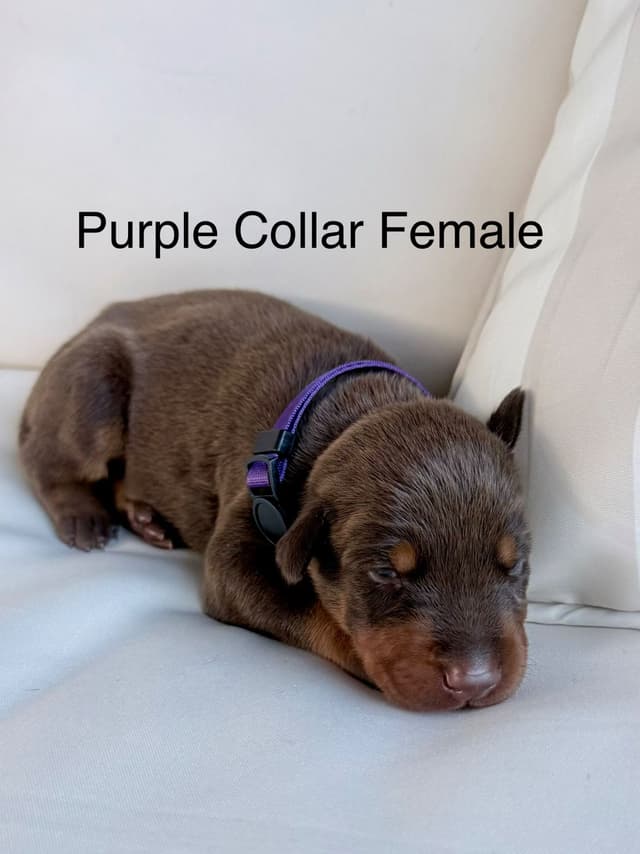 Doberman Pinscher Puppies (PYRAMID DOBERMANS) media 7