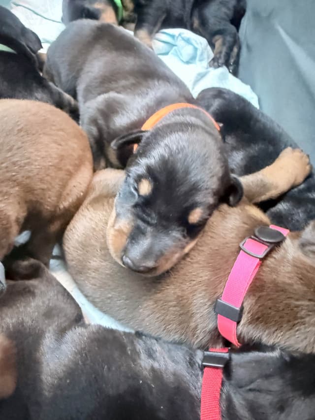 Doberman Pinscher Puppies (PYRAMID DOBERMANS) media 9