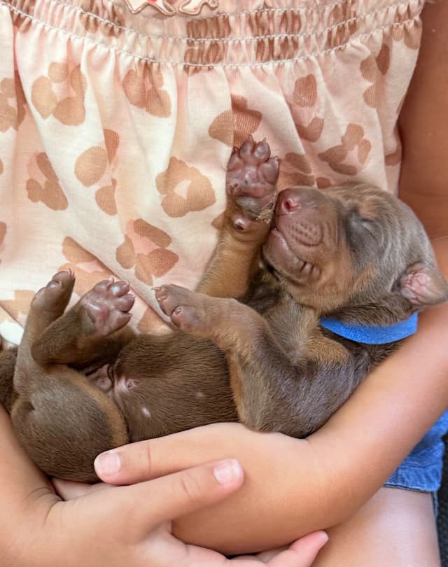 Doberman Pinscher Puppies (PYRAMID DOBERMANS) media 8