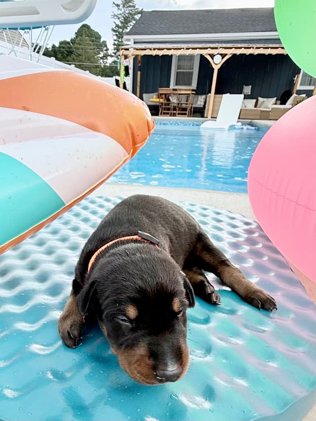Doberman Pinscher Puppies (PYRAMID DOBERMANS) media 10