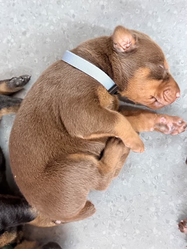 Doberman Pinscher Puppies (PYRAMID DOBERMANS) media 12
