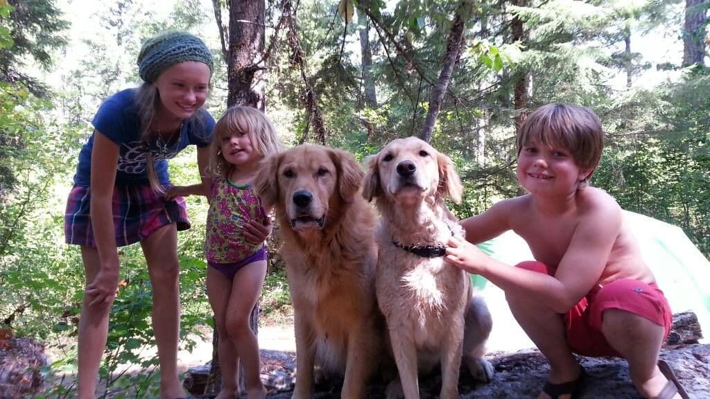 Golden Retriever Puppies Ready for Summer fun 5/25/2026 breeder image 8