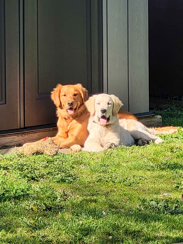 Golden Retriever Puppies Ready for Summer fun 5/25/2026 media 2