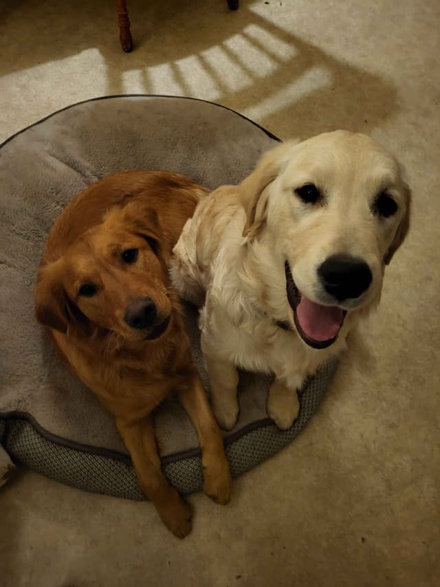 Golden Retriever Puppies Ready for Summer fun 5/25/2026 media 3