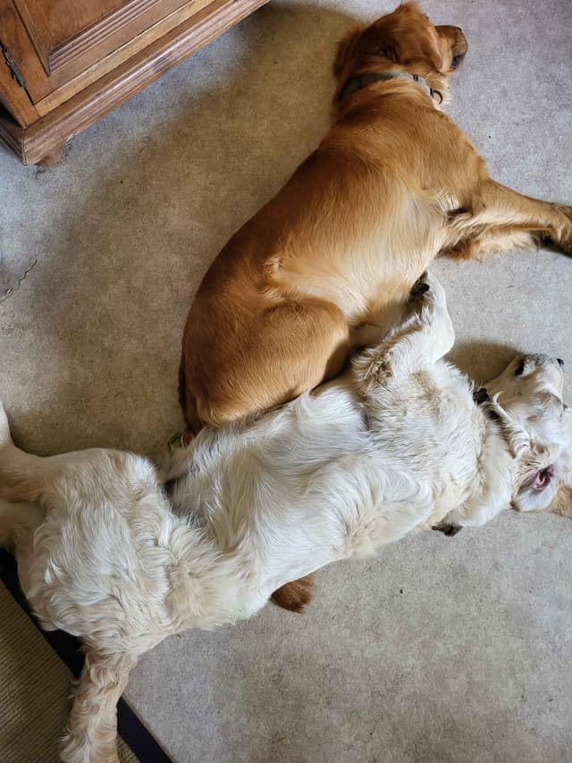 Golden Retriever Puppies Ready for Summer fun 5/25/2026 media 4