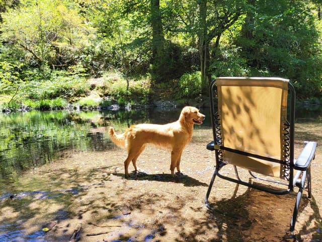 Golden Retriever Puppies Ready for Summer fun 5/25/2026 media 5