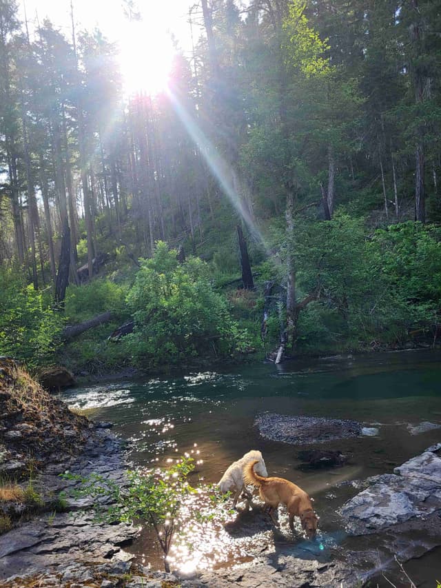 Golden Retriever Puppies Ready for Summer fun 5/25/2026 media 8