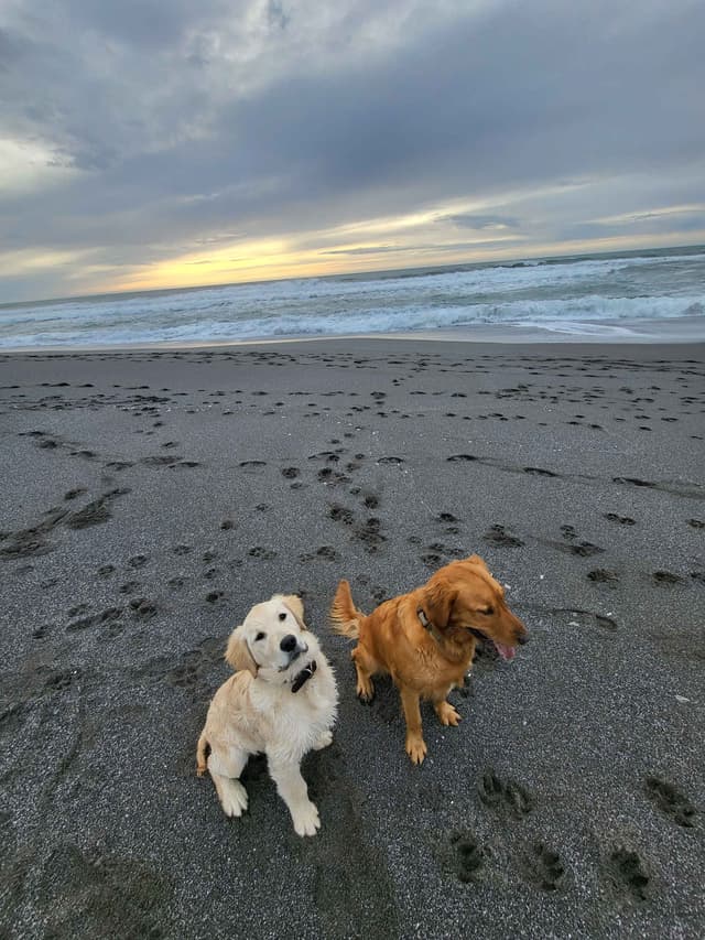 Golden Retriever Puppies Ready for Summer fun 5/25/2026 media 9