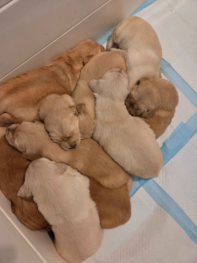 Golden Retriever Puppies Ready for Summer fun 5/25/2026 media 10