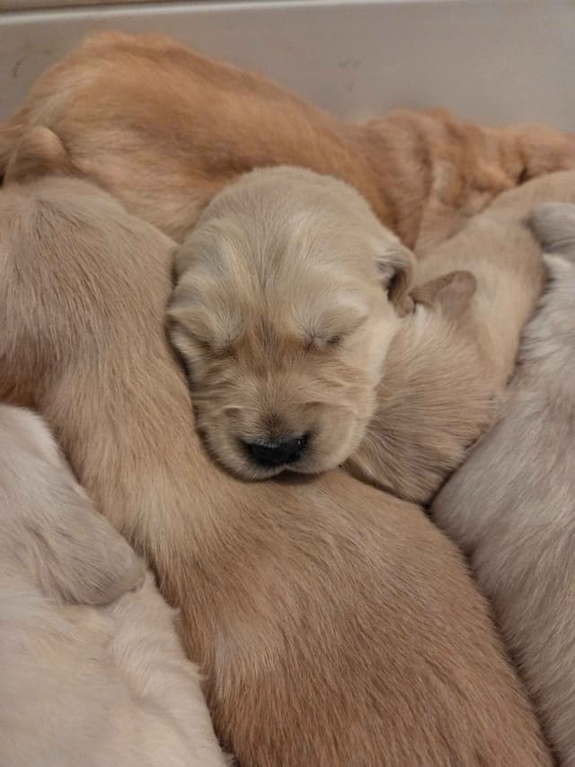 Golden Retriever Puppies Ready for Summer fun 5/25/2026 media 11