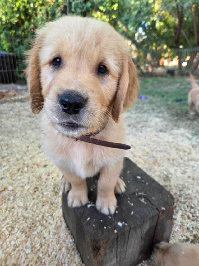 Golden Retriever Puppies Ready for Summer fun 5/25/2026 media 13