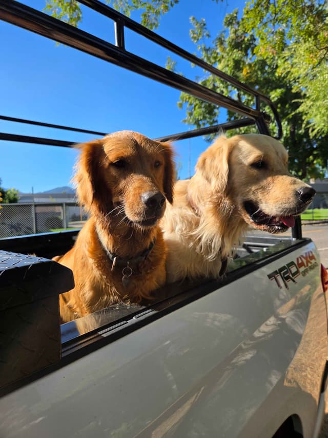 Golden Retriever Puppies Ready for Summer fun 5/25/2026 media 14