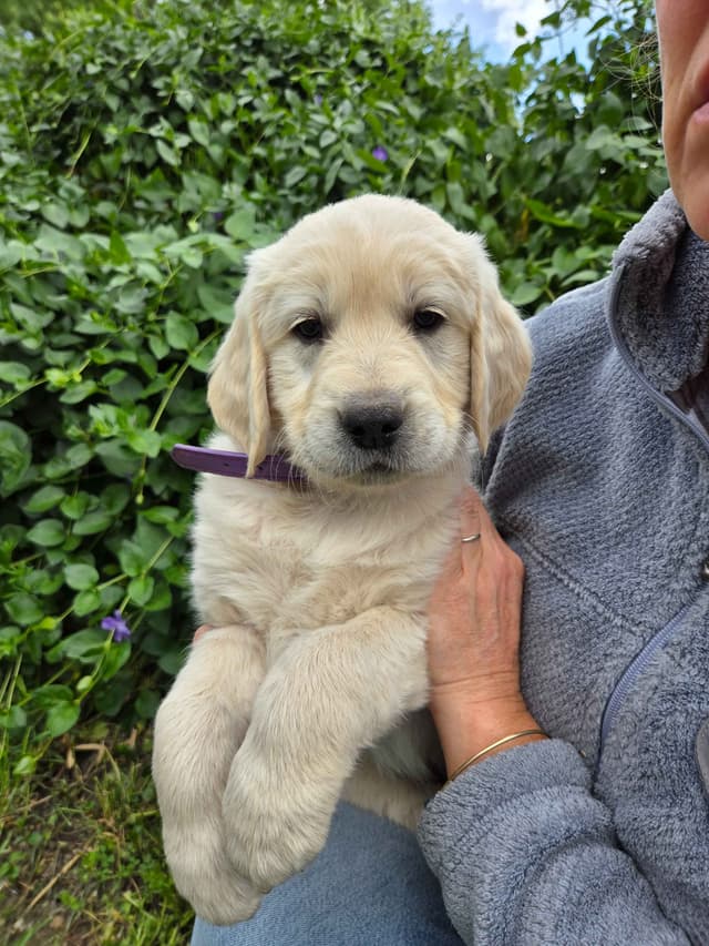 Golden Retriever Puppies Ready for Summer fun 5/25/2026 media 16