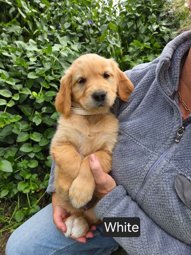 Golden Retriever Puppies Ready for Summer fun 5/25/2026 media 17