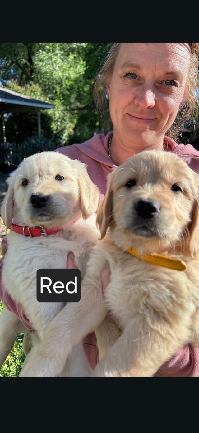 Golden Retriever Puppies Ready for Summer fun 5/25/2026 media 18