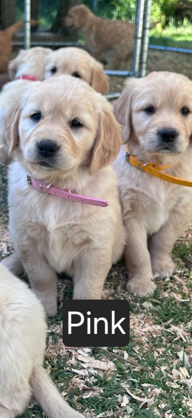 Golden Retriever Puppies Ready for Summer fun 5/25/2026 media 19