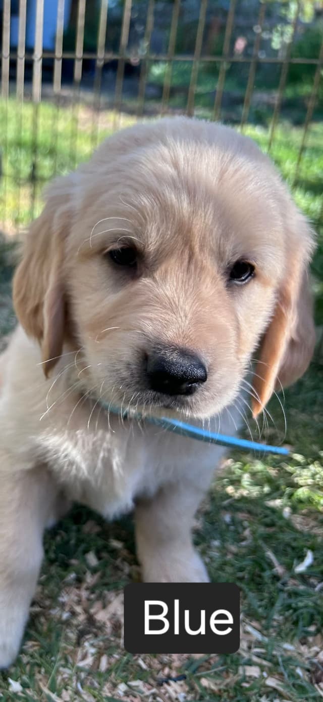 Golden Retriever Puppies Ready for Summer fun 5/25/2026 media 20