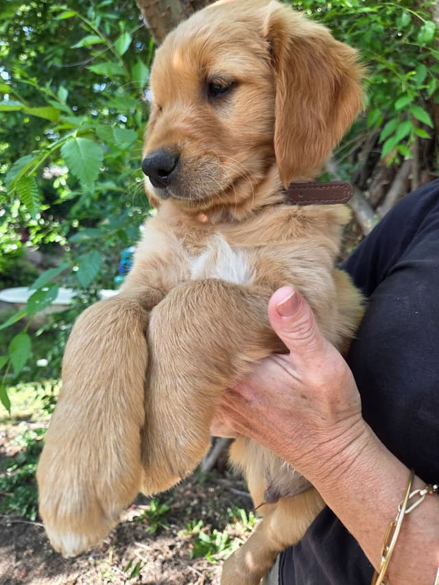 Golden Retriever Puppies Ready for Summer fun 5/25/2026 media 21