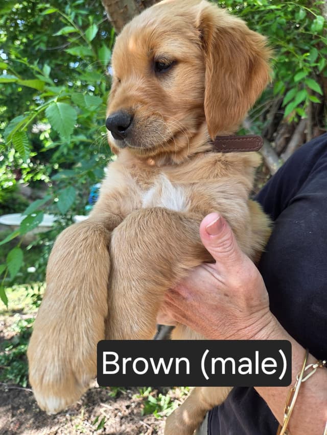 Golden Retriever Puppies Ready for Summer fun 5/25/2026 media 22