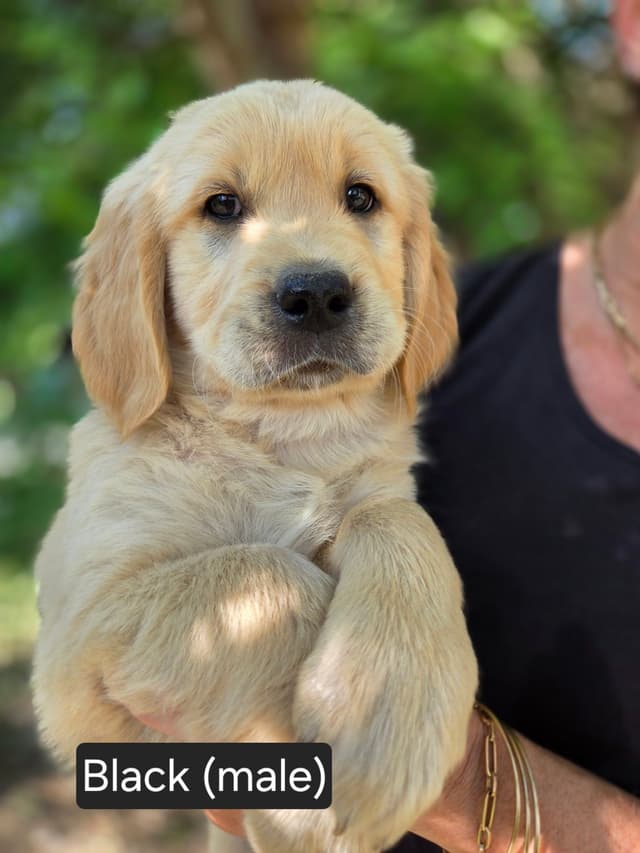 Golden Retriever Puppies Ready for Summer fun 5/25/2026 media 23