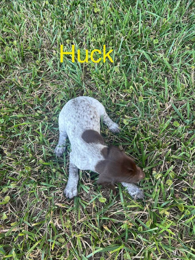 German Shorthaired Pointer Puppies media 3