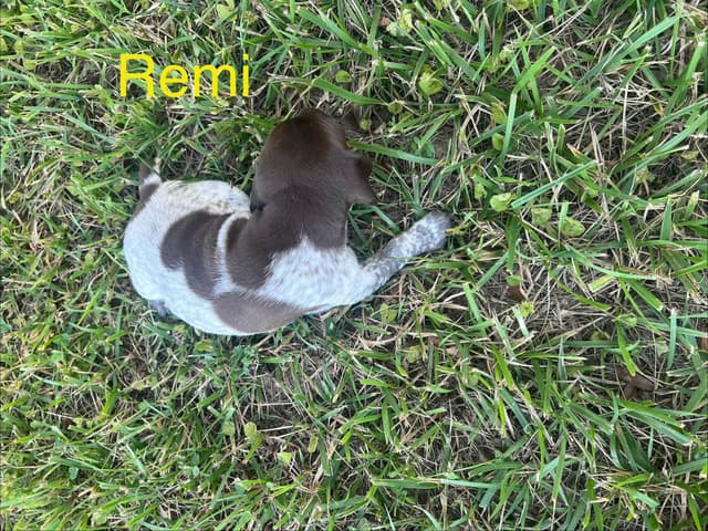 German Shorthaired Pointer Puppies media 5