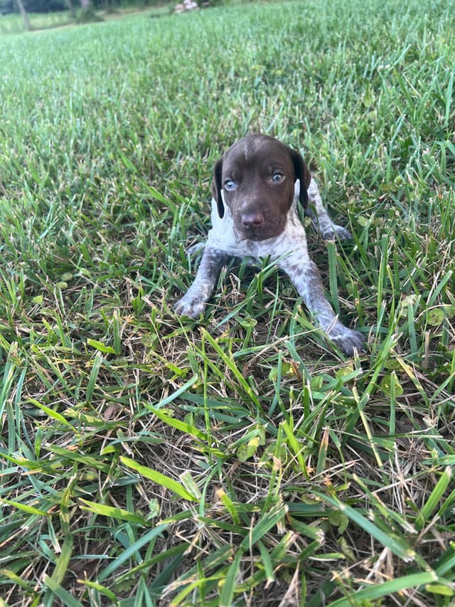 German Shorthaired Pointer Puppies media 4