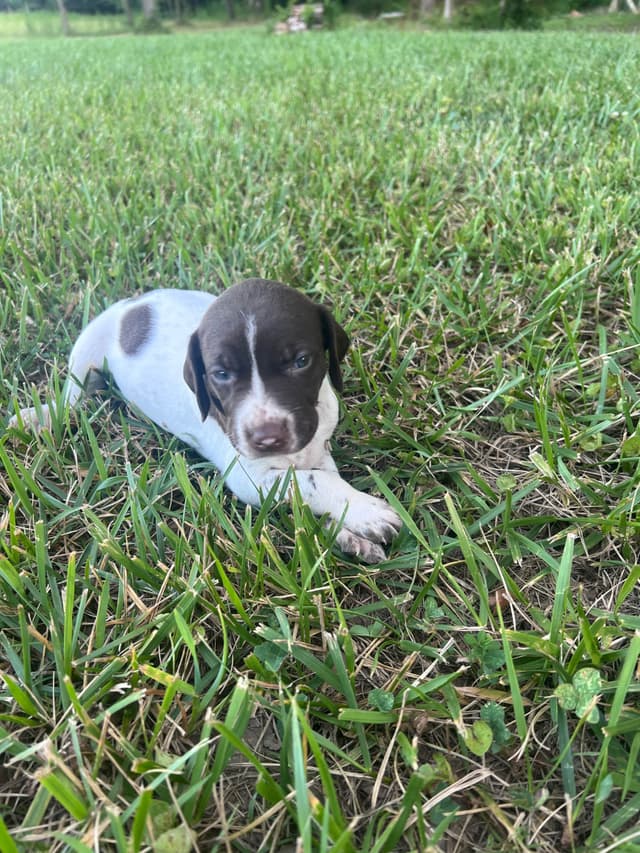 German Shorthaired Pointer Puppies media 7