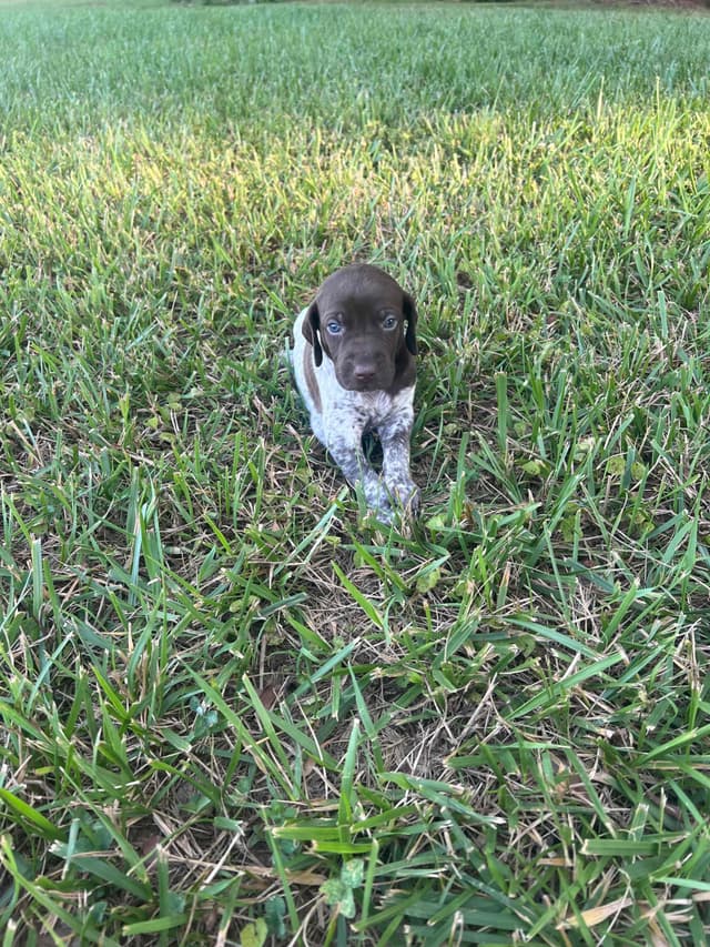 German Shorthaired Pointer Puppies media 6