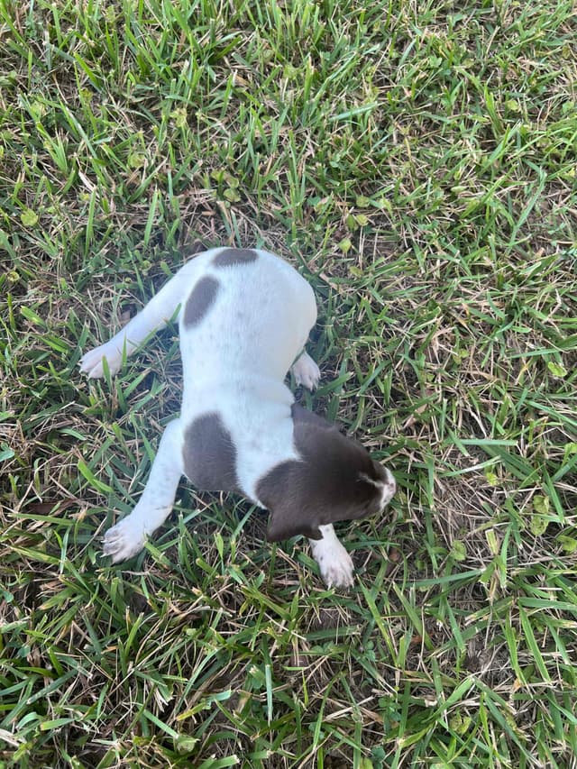 German Shorthaired Pointer Puppies media 8