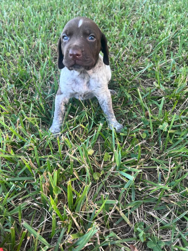 German Shorthaired Pointer Puppies media 2