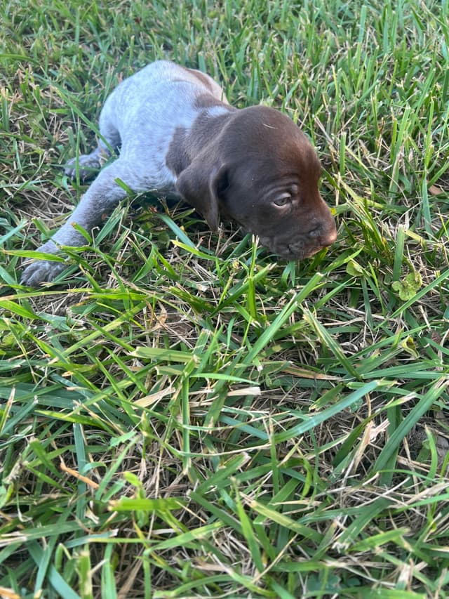 German Shorthaired Pointer Puppies media 9