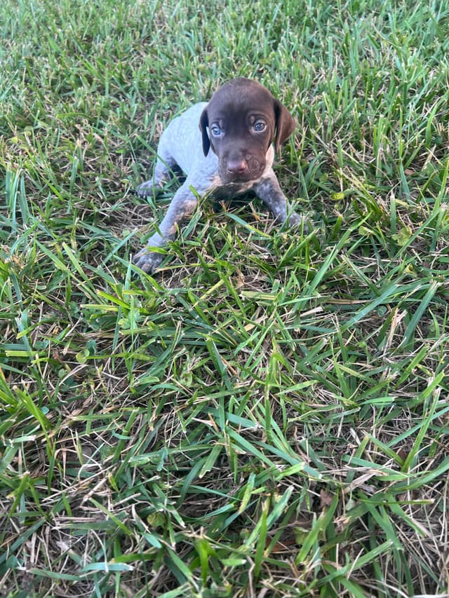 German Shorthaired Pointer Puppies media 10