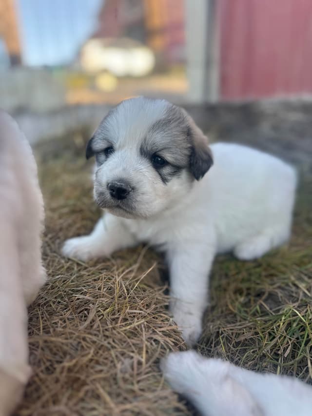 Great Pyrenees Puppies media 2