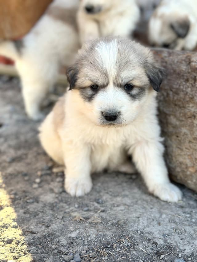 Great Pyrenees Puppies media 3