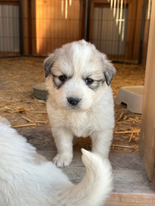 Great Pyrenees Puppies media 4
