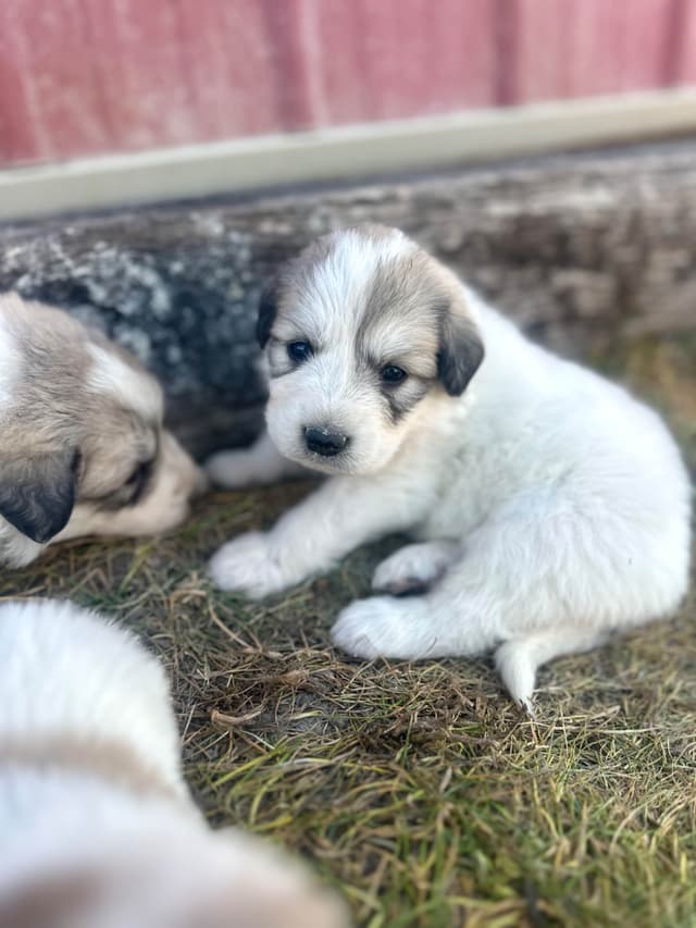 Great Pyrenees Puppies media 5