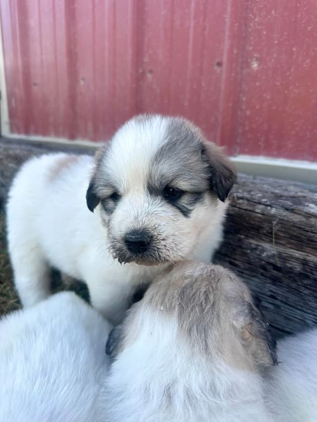 Great Pyrenees Puppies media 6