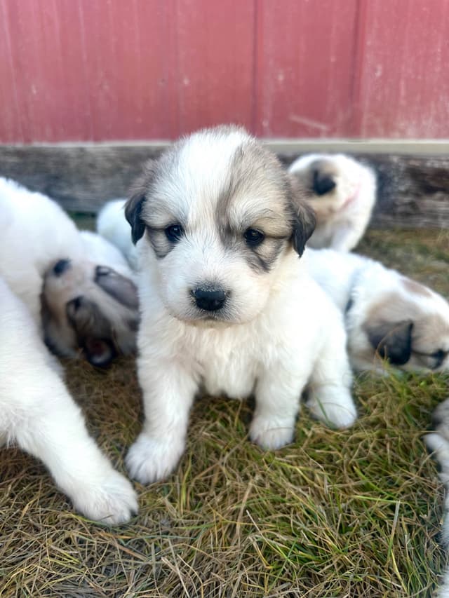 Great Pyrenees Puppies media 9