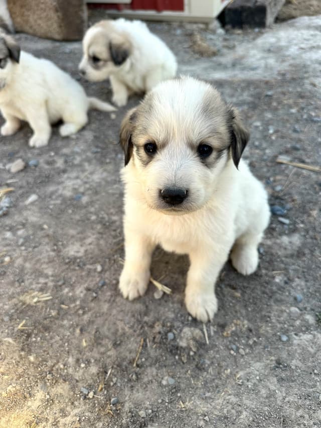 Great Pyrenees Puppies media 8