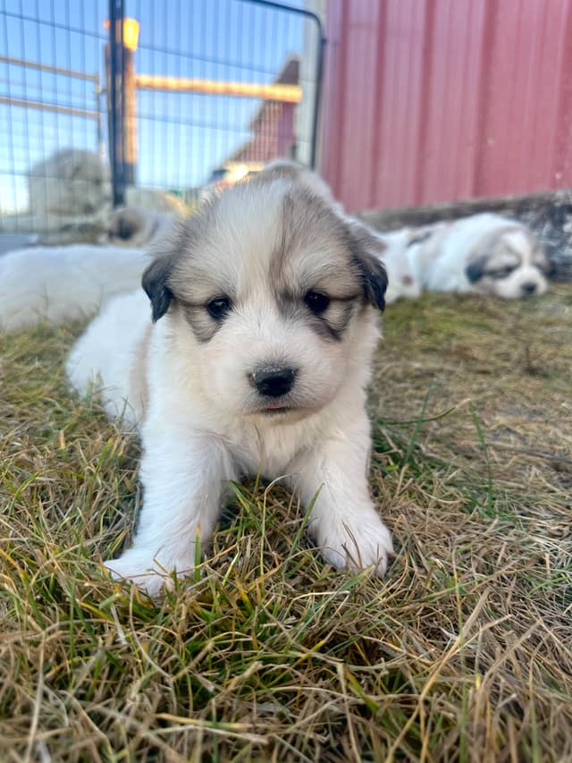 Great Pyrenees Puppies media 10