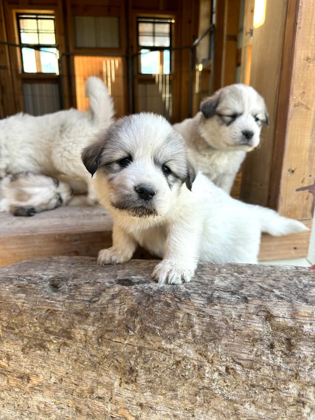 Great Pyrenees Puppies media 12