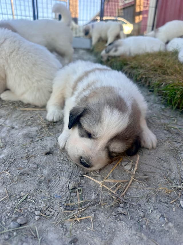 Great Pyrenees Puppies media 11
