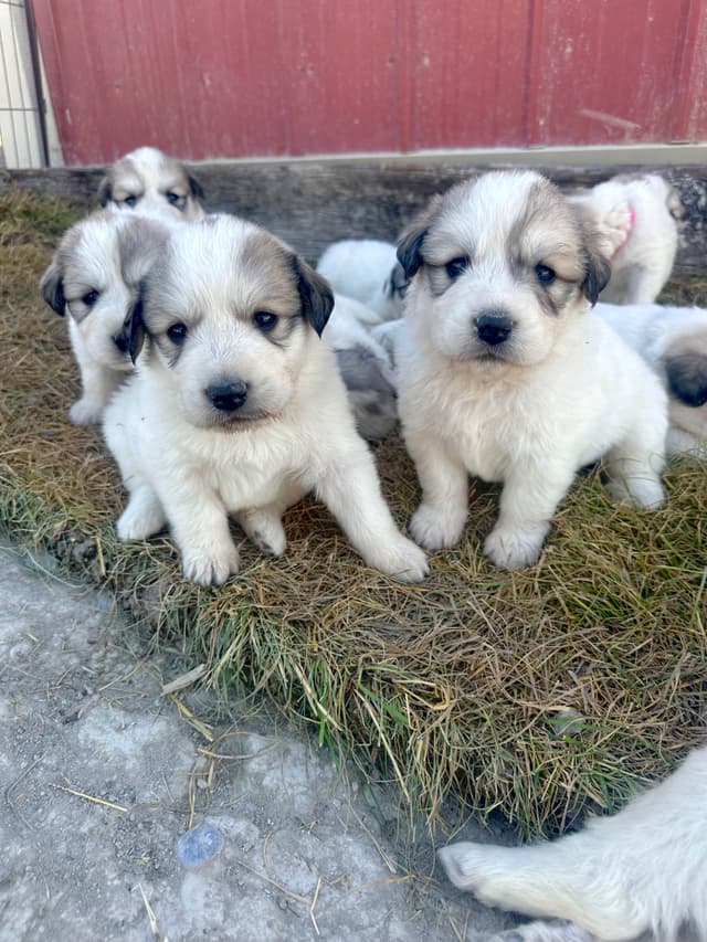 Great Pyrenees Puppies media 13