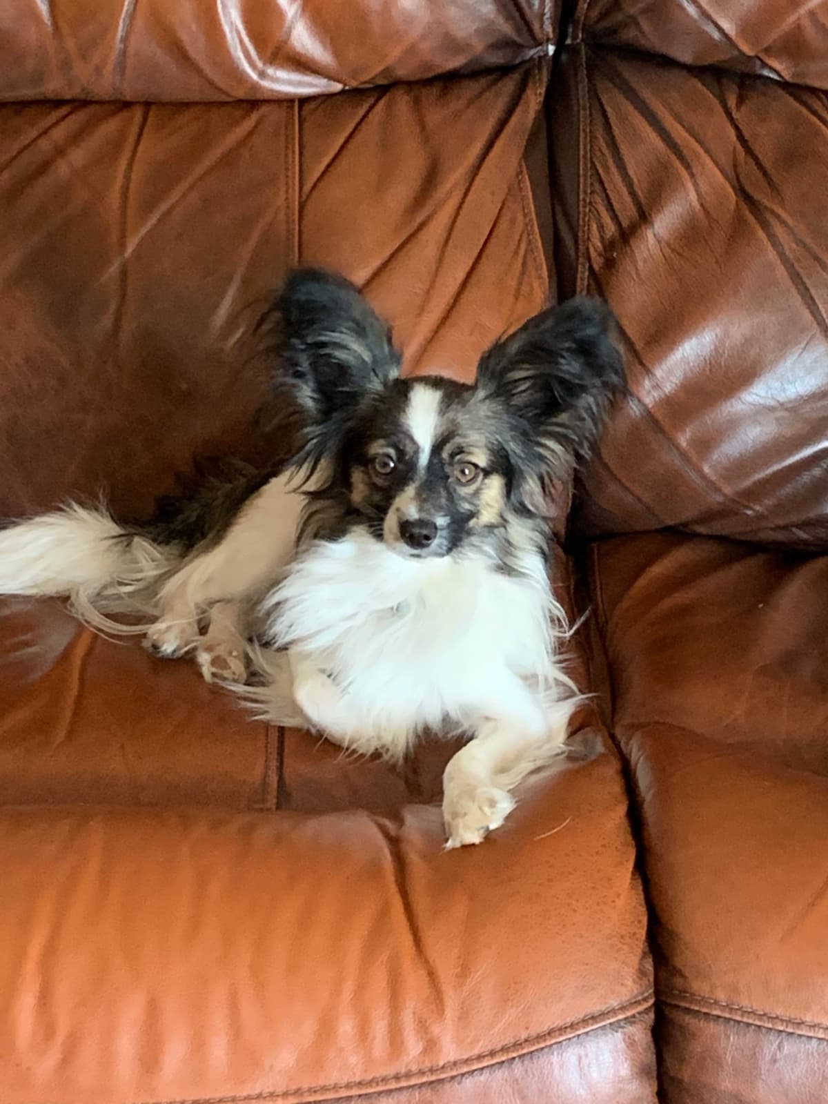Papillon Puppies breeder image 1