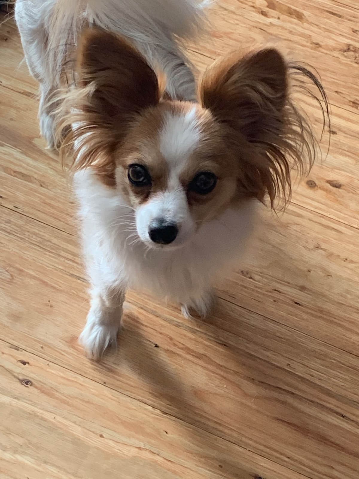 Papillon Puppies breeder image 2