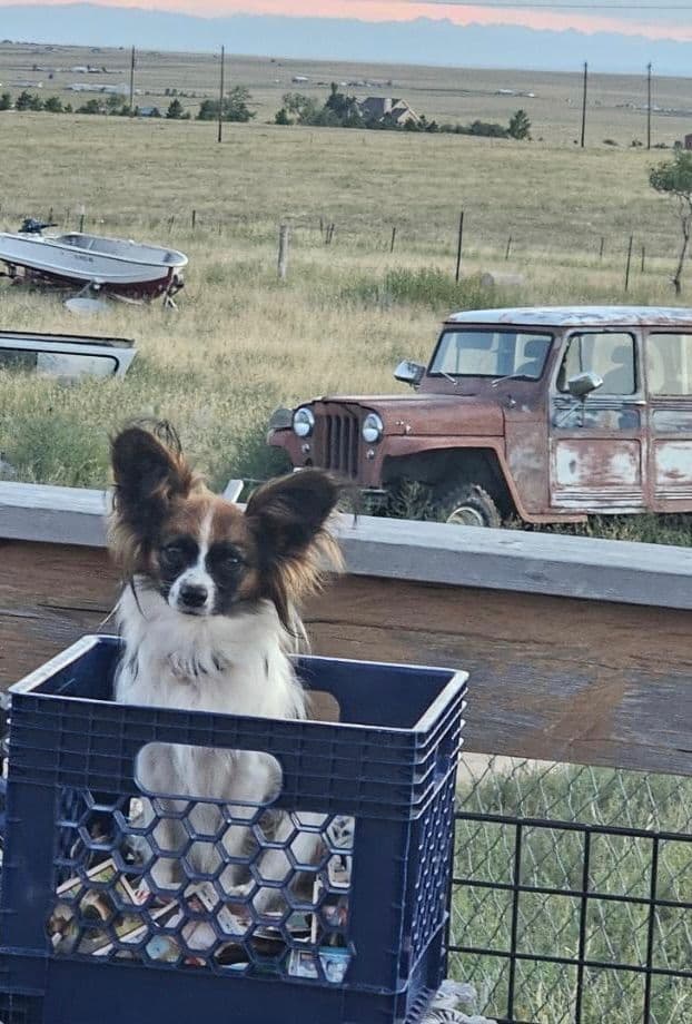 Papillon Puppies breeder image 3